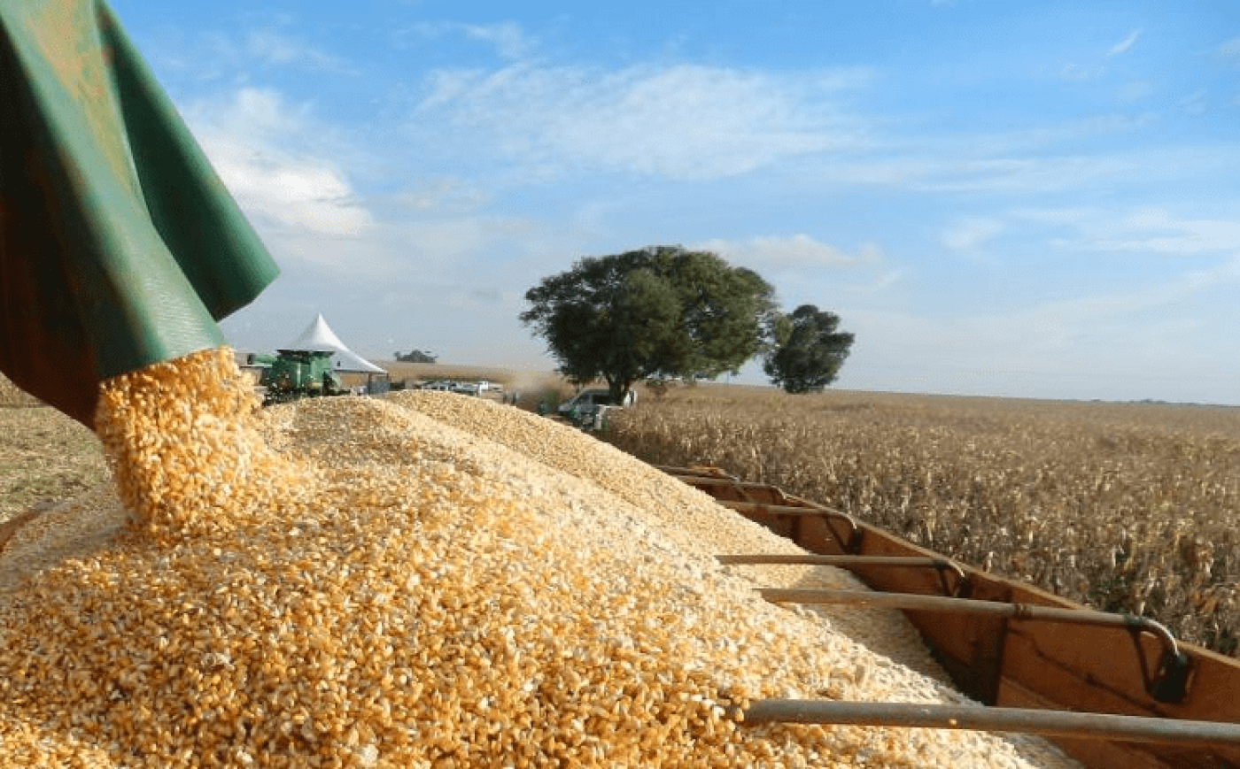 Colheita do milho segue atrasada em Mato Grosso do Sul e alcança 8,2% da área cultivada