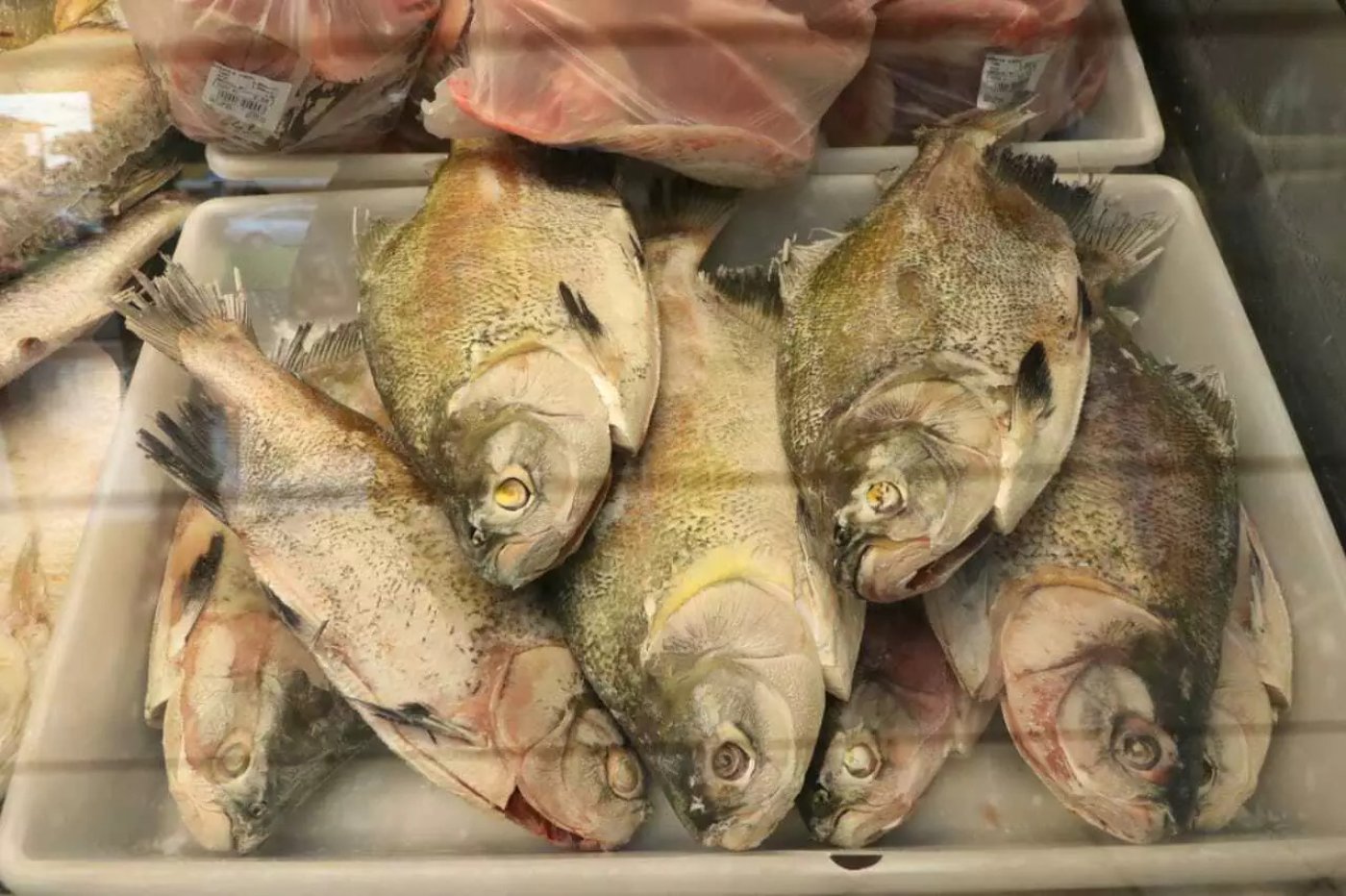 Semana do Pescado começa em MS no dia 31 de agosto com expectativa de aumento nas vendas