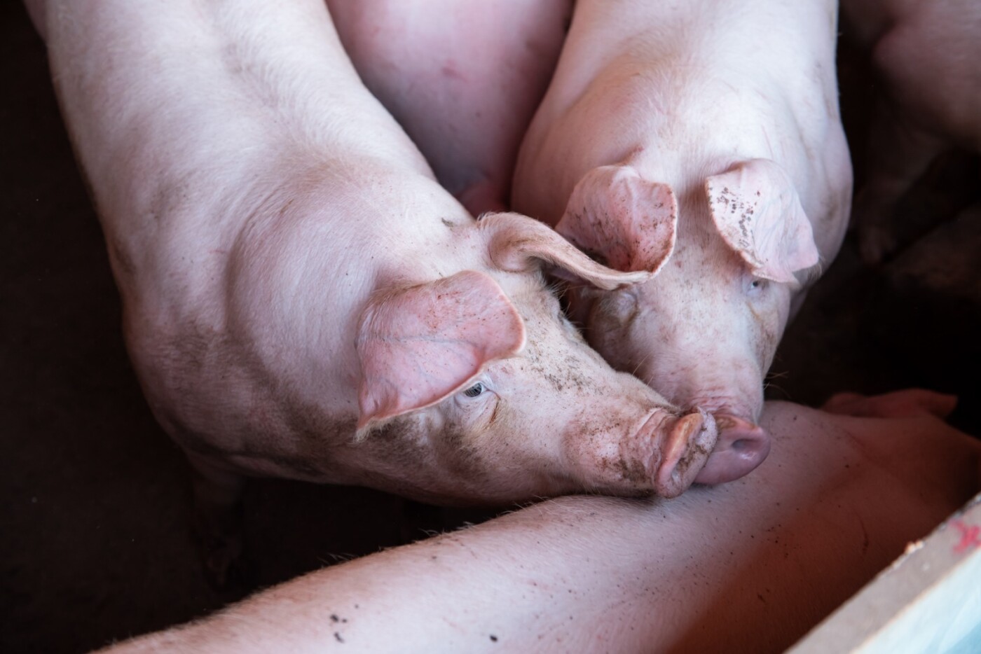 Produção de carne suína deve atingir pico do ano e pressionar preços em 2026