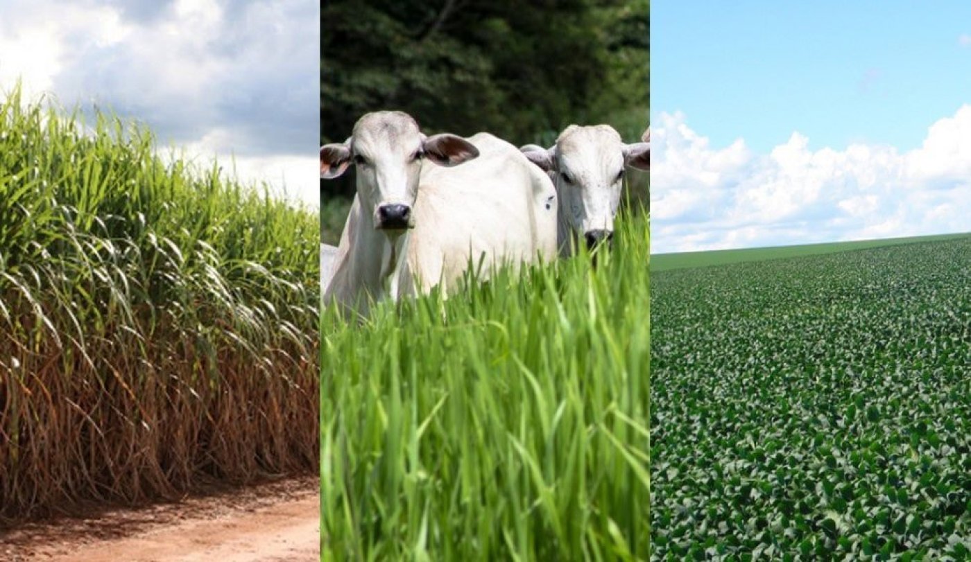 MS completa 49 anos com avanços na produção agropecuária e desafios sociais