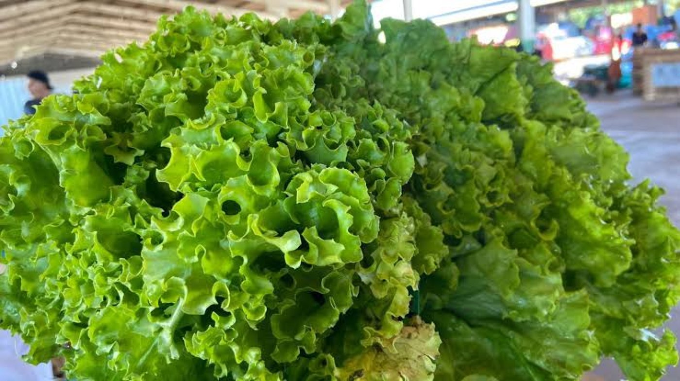 Alface, cebola e tomate ficam mais caros na Ceasa-MS; cenoura cai 11%
