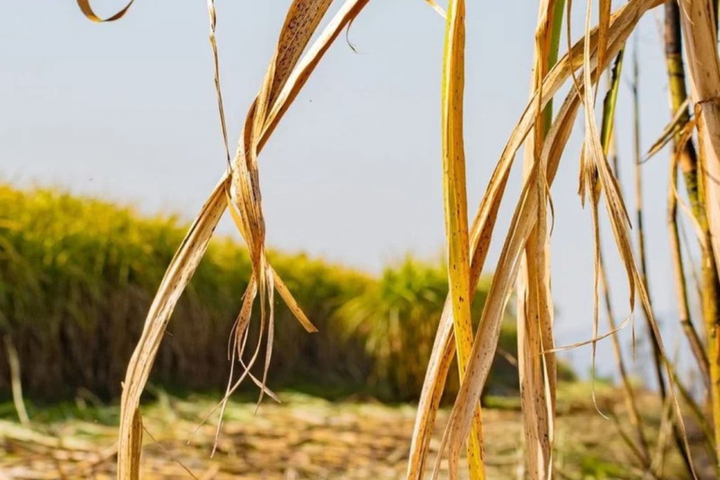 Mato Grosso do Sul responde por 13,5% do etanol produzido no Brasil